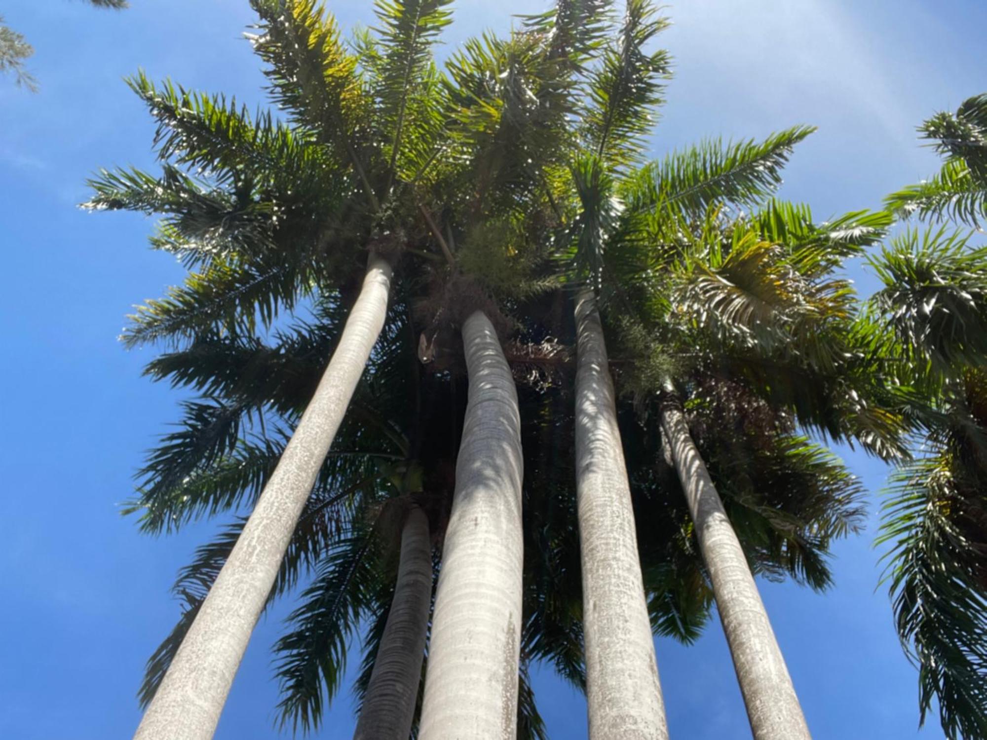 Peaceful Palms Montego Bay Exterior foto